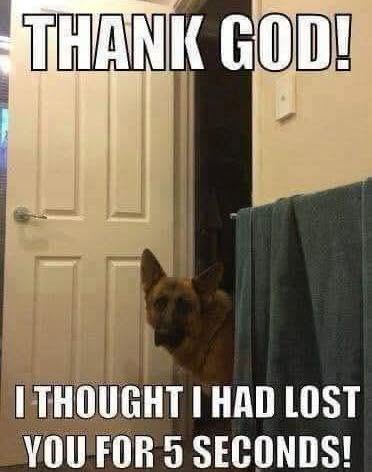 dog loses 5 sec kentuckiana.jpg